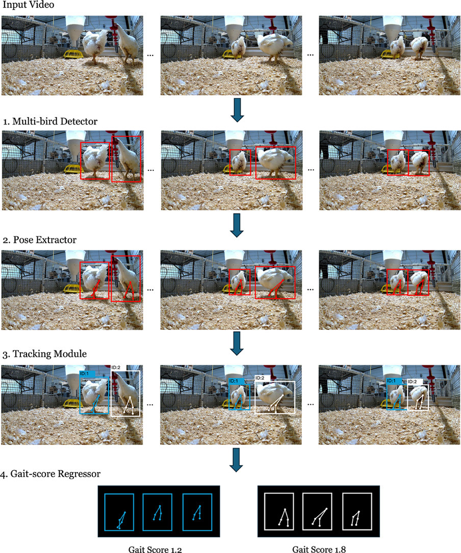 Overview of the MiGa multi-chicken gait assessment system