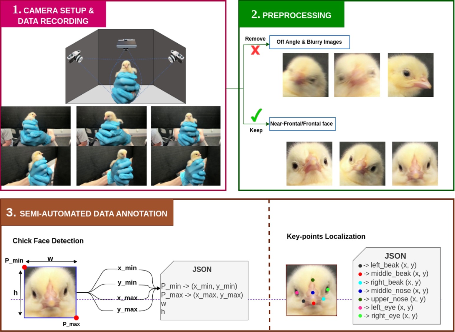Data acquisition and annotation process for the facial chick sexing system