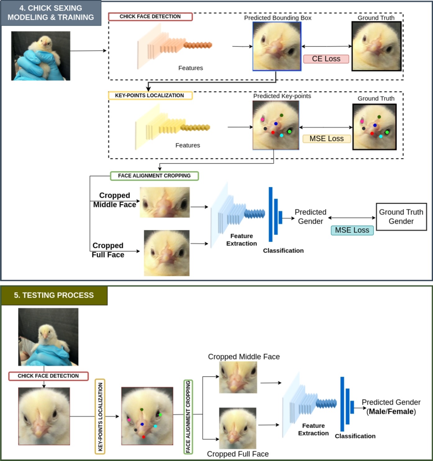 Gender classification procedure for day-old chicks
