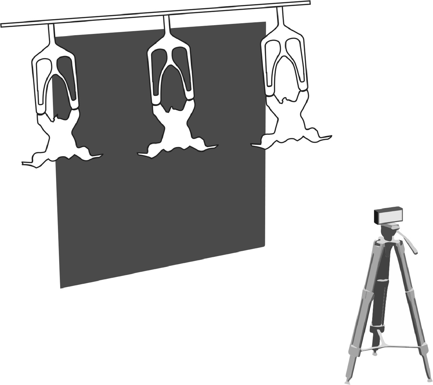 Camera setup for poultry carcass data collection