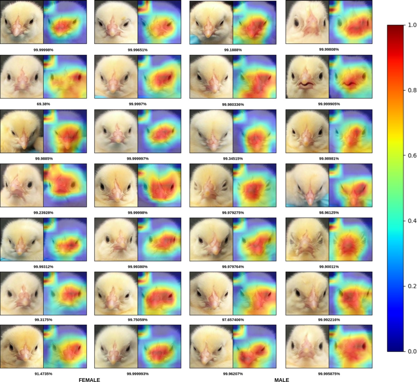 Feature-map visualization for the Cropped Full Face input