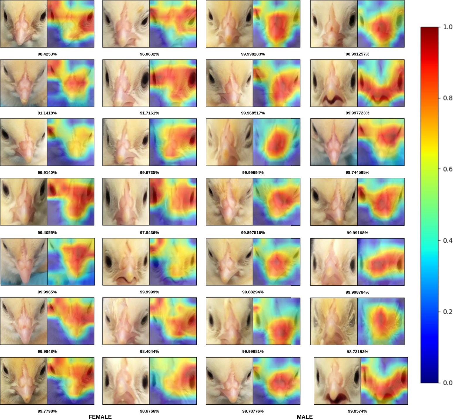 Correct gender-classification feature maps from the ResNet-50 backbone