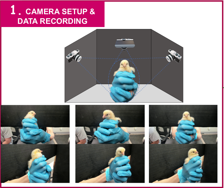 Three-camera setup for facial chick sexing