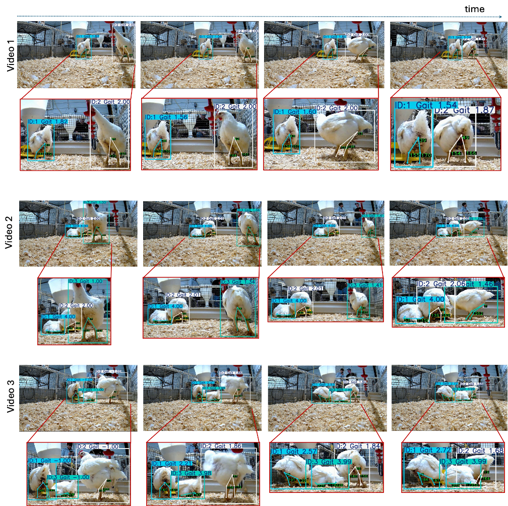 Qualitative results of the MiGa multi-chicken gait-monitoring system