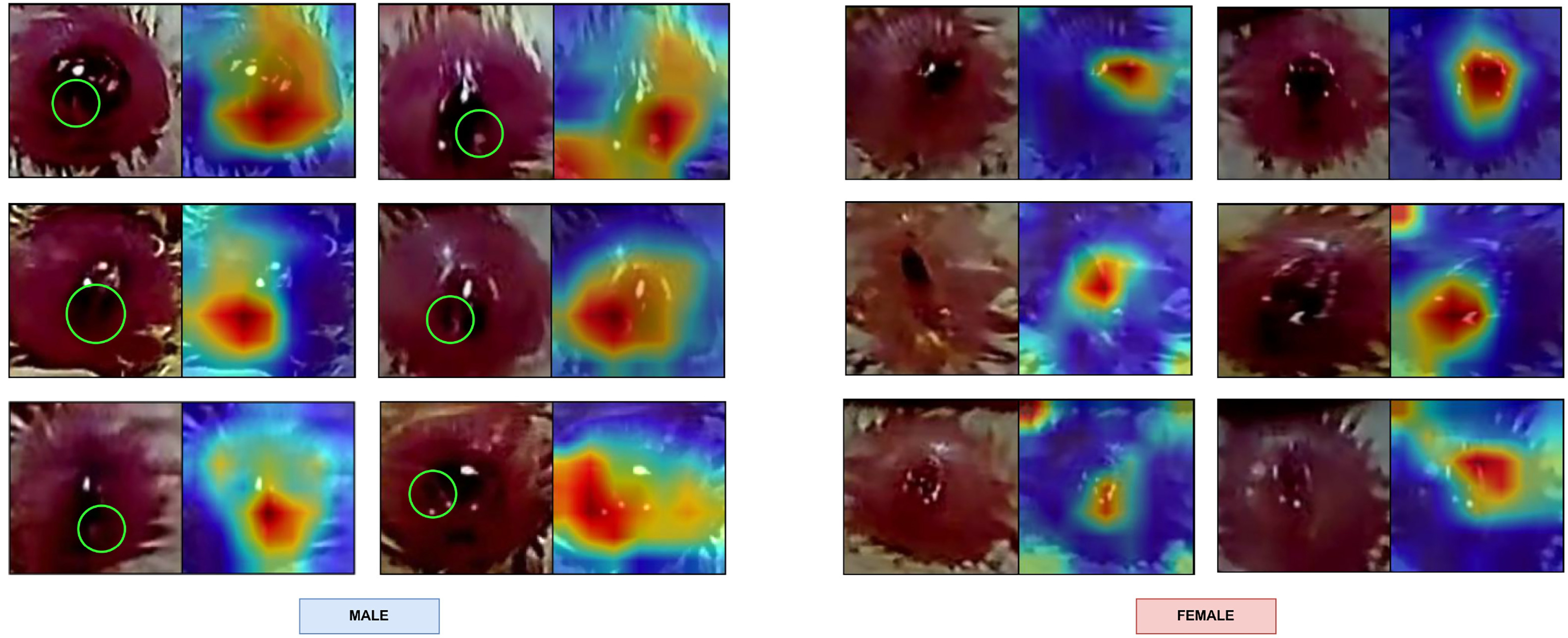 Grad-CAM++ heatmaps for the VentVision system